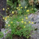 Top-Quality AQUILEGIA CHRYSANTHA - Yellow Columbine - Starter Plant Top-Quality AQUILEGIA CHRYSANTHA - Yellow Columbine - Starter Plant