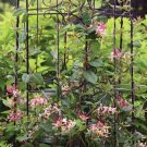 Limited Edition LONICERA 'PEACHES AND CREAM'-HONEYSUCKLE VINE- PLANT- 5-6 INCH Limited Edition LONICERA 'PEACHES AND CREAM'-HONEYSUCKLE VINE- PLANT- 5-6 INCH