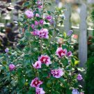 Premium HIBISCUS 'PURPLE PILLAR'-PLANT-APPROX 8-12 INCH - 3 x 4 INCH POT - DORMANT Premium HIBISCUS 'PURPLE PILLAR'-PLANT-APPROX 8-12 INCH - 3 x 4 INCH POT - DORMANT