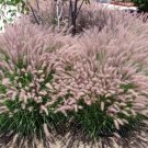 Exclusive Pennisetum 'Karley Rose' - Fountain Grass - Starter Plant - Dormant Exclusive Pennisetum 'Karley Rose' - Fountain Grass - Starter Plant - Dormant