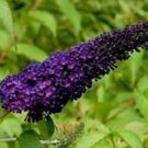 Top-Quality BUDDLEIA 'BLACK KNIGHT' BUTTERFLY BUSH- FRAGRANT-APPROX 2-4 INCH- STARTER PLANT Top-Quality BUDDLEIA 'BLACK KNIGHT' BUTTERFLY BUSH- FRAGRANT-APPROX 2-4 INCH- STARTER PLANT