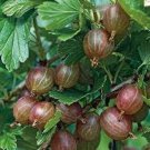Best-Selling RIBES 'LITTLE BEN' - GOOSEBERRY - STARTER PLANT - APPROX 6-8 INCH