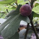 New Arrival FICUS CARICA 'CHICAGO HARDY'- FIG-STARTER PLANT- APPROX 6-10 INCH - DORMANT New Arrival FICUS CARICA 'CHICAGO HARDY'- FIG-STARTER PLANT- APPROX 6-10 INCH - DORMANT