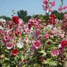 Best-Selling ALCEA ROSEA 'INDIAN SPRING' - HOLLYHOCK - STARTER PLANT Best-Selling ALCEA ROSEA 'INDIAN SPRING' - HOLLYHOCK - STARTER PLANT