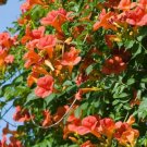 New Arrival CAMPSIS 'MME GALEN' - TRUMPET CREEPER - STARTER PLANT -CUTBACK/DORMANT New Arrival CAMPSIS 'MME GALEN' - TRUMPET CREEPER - STARTER PLANT -CUTBACK/DORMANT
