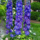 Premium DELPHINIUM 'GUARDIAN BLUE'- STARTER PLANT