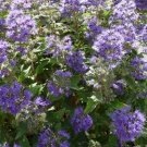 Exclusive CARYOPTERIS 'GRAND BLEU' -BLUEBEARD - PLANT - APPROX 3-4 INCH Exclusive CARYOPTERIS 'GRAND BLEU' -BLUEBEARD - PLANT - APPROX 3-4 INCH