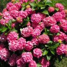 Top-Quality HYDRANGEA MACROPHYLLA 'FOREVER PINK' - STARTER PLANT - DORMANT Top-Quality HYDRANGEA MACROPHYLLA 'FOREVER PINK' - STARTER PLANT - DORMANT