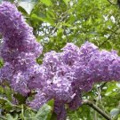 Limited Edition SYRINGA 'SARAH SANDS '- LILAC - FRAGRANT- PLANT - APPROX 6-8 INCH - DORMANT Limited Edition SYRINGA 'SARAH SANDS '- LILAC - FRAGRANT- PLANT - APPROX 6-8 INCH - DORMANT