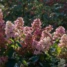 Best-Selling HYDRANGEA PANICULATA 'PINK DIAMOND' - PLANT - APPROX 5-6 INCH- DORMANT Best-Selling HYDRANGEA PANICULATA 'PINK DIAMOND' - PLANT - APPROX 5-6 INCH- DORMANT