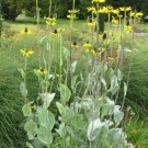Limited Edition RUDBECKIA MAXIMA - LARGE CONEFLOWER - STARTER PLANT