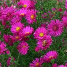 New Arrival ASTER NOVAE ANGLIAE 'ALMA POTSCHKE' - STARTER PLANT New Arrival ASTER NOVAE ANGLIAE 'ALMA POTSCHKE' - STARTER PLANT