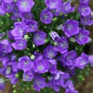 Premium CAMPANULA CARPATICA 'BLUE CLIPS' - STARTER PLANT Premium CAMPANULA CARPATICA 'BLUE CLIPS' - STARTER PLANT