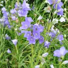 Top-Quality CAMPANULA PERSICIFOLIA 'BLUE' - STARTER PLANT
