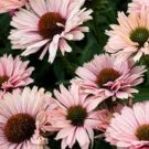 Premium ECHINACEA 'SUNSEEKERS SALMON' -CONEFLOWER - STARTER PLANT - DORMANT Premium ECHINACEA 'SUNSEEKERS SALMON' -CONEFLOWER - STARTER PLANT - DORMANT
