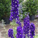 Top-Quality DELPHINIUM 'KING ARTHUR'- STARTER PLANT Top-Quality DELPHINIUM 'KING ARTHUR'- STARTER PLANT