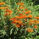 Top-Quality LEONOTIS LEONURUS - LION'S EAR - STARTER PLANT - APPROX 4-6 INCH
