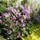 Best-Selling SYRINGA 'PALIBIN'- KOREAN LILAC- FRAGRANT -PLANT - APPROX 5-7 INCH - DORMANT Best-Selling SYRINGA 'PALIBIN'- KOREAN LILAC- FRAGRANT -PLANT - APPROX 5-7 INCH - DORMANT