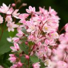 Limited Edition DEUTZIA 'YUKI CHERRY BLOSSOM' - STARTER PLANT - APPROX 6-8 INCH - DORMANT Limited Edition DEUTZIA 'YUKI CHERRY BLOSSOM' - STARTER PLANT - APPROX 6-8 INCH - DORMANT