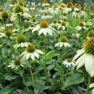 New Arrival ECHINACEA 'WHITE SWAN'- CONEFLOWER - STARTER PLANT - DORMANT New Arrival ECHINACEA 'WHITE SWAN'- CONEFLOWER - STARTER PLANT - DORMANT