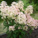 Exclusive HYDRANGEA 'WIM'S RED' - STARTER PLANT - APPROX 7-10 INCH - DORMANT Exclusive HYDRANGEA 'WIM'S RED' - STARTER PLANT - APPROX 7-10 INCH - DORMANT