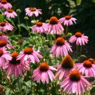 Top-Quality ECHINACEA 'MAGNUS' - CONEFLOWER - STARTER PLANT - DORMANT Top-Quality ECHINACEA 'MAGNUS' - CONEFLOWER - STARTER PLANT - DORMANT