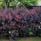 Best-Selling COTINUS 'ROYAL PURPLE'-SMOKEBUSH - PLANT- APPROX 5-7 INCH - DORMANT/LEAFLESS Best-Selling COTINUS 'ROYAL PURPLE'-SMOKEBUSH - PLANT- APPROX 5-7 INCH - DORMANT/LEAFLESS