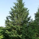 New Arrival CUPRESSOCYPARIS LEYLANDII - Leyland Cypress - Starter Plant - Approx 12-16 Inch New Arrival CUPRESSOCYPARIS LEYLANDII - Leyland Cypress - Starter Plant - Approx 12-16 Inch