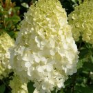 Premium HYDRANGEA PANICULATA 'POLAR BEAR' - APPROX 5-7 INCH - DORMANT