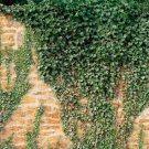 Top-Quality HEDERA HELIX - ENGLISH IVY -STARTER PLANT - APPROX 7-10 INCH Top-Quality HEDERA HELIX - ENGLISH IVY -STARTER PLANT - APPROX 7-10 INCH