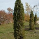 Limited Edition THUJA 'SKYBOUND' - STARTER PLANT - APPROX 11-16 INCH Limited Edition THUJA 'SKYBOUND' - STARTER PLANT - APPROX 11-16 INCH