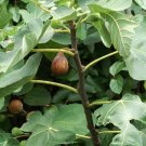 New Arrival FICUS CARICA 'CELESTE' - STARTER PLANT - APPROX 8-16 INCH - DORMANT New Arrival FICUS CARICA 'CELESTE' - STARTER PLANT - APPROX 8-16 INCH - DORMANT