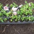 New Arrival Hibiscus Syriacus 'Hamabo'- Starter Plant - Approx 4-6 Inch/DORMANT New Arrival Hibiscus Syriacus 'Hamabo'- Starter Plant - Approx 4-6 Inch/DORMANT