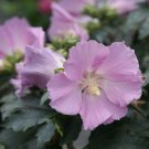 New Arrival HIBISCUS 'POLLYPETITE'- STARTER PLANT-- APPROX 5-7 INCH - DORMANT New Arrival HIBISCUS 'POLLYPETITE'- STARTER PLANT-- APPROX 5-7 INCH - DORMANT