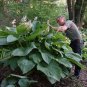 Exclusive HOSTA Empress Wu Starter PLANT