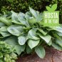 Exclusive HOSTA Empress Wu Starter PLANT