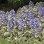 Premium 3 Ajuga Starter PLANTs