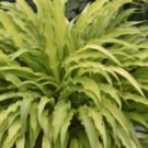 Top-Quality HOSTA Curley Fries Starter PLANT