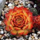 Exclusive Gold Nugget Hen Plants Sempervivum Zone 3 To 9