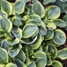 Top-Quality Hosta Plant Mighty Mouse