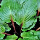 New Arrival HOSTA Stolen Ability PLANT 2 Year Old