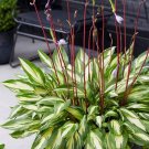 Premium HOSTA Cherry Berry Starter PLANT