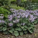 Exclusive HOSTA Blue Mouse Ears Starter PLANT