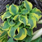 Limited Edition Hosta Plant School Mouse