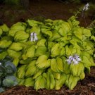 New Arrival HOSTA 10 Mixed Starter PLANT Unnamed But All Different New Arrival HOSTA 10 Mixed Starter PLANT Unnamed But All Different