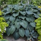 Top-Quality HOSTA Blue Angel Starter PLANT