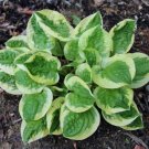 Exclusive HOSTA Fruit Loop Starter PLANT