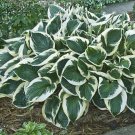 Best-Selling HOSTA Minuteman Starter PLANT