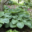 Premium HOSTA Big Daddy Starter PLANT Premium HOSTA Big Daddy Starter PLANT