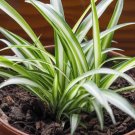 Exclusive Starter PLANT Spiders 3 Plants Exclusive Starter PLANT Spiders 3 Plants